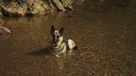 A-German-Shepherd-Dog-wearing-a-yellow-scarf-cools-off-by-laying-in-the-creek-and-drinking-water-to-quench-his-thirst-on-a-camping-trip-on-a-hot-sunny-afternoon