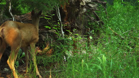 Female-mule-deer-eating-grass-at-Glacier-National-Park-forest,-static-shot