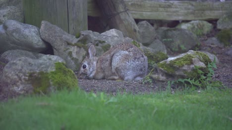 Wild-Eastern-Cottontail-Bunny-Rabbit-Grazing-In-Canada,-Small-Baby-Animal
