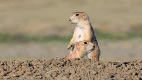 Two-Black-Tailed-Prairie-Dog-Standing-Upright