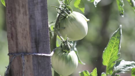 Green-tomato-in-a-vegetable-garden