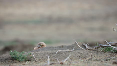 Cute-Burrowing-Owlet-Hiding-Alone-Outdoors-Behind-Sand,-Standing-Alert-Looking-Around-For-Danger-In-Dry-Land