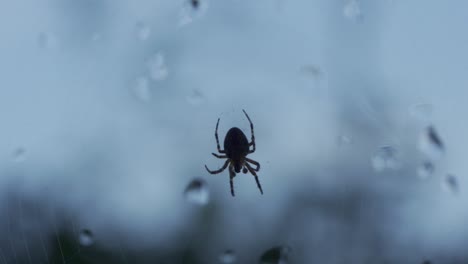 A-Spider-Quickly-Moves-On-Its-Web,-Small-Predator-Animal-Insect