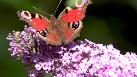 Full-sunlight-on-showing-vibrant-colorful-markings-on-the-wings-of-European-peacock-butterfly-gently-rocking-in-the-wind-against-green-natural-foliage-out-of-focus-in-the-background