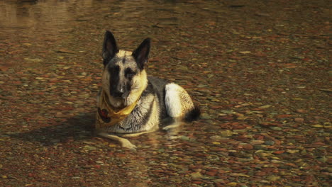 Durstiger-Deutscher-Schäferhund,-Der-Sich-An-Heißen-Tagen-Im-Seichten-Wasser-Entspannt