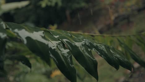 Tropische-Regentropfen,-Die-Auf-Grüne-Blätter-Im-Wald-Von-Costa-Rica-Fallen