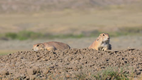 Two-Black-Tailed-Prairie-Dogs-On-The-Ground-At-Grasslands-National-Park-In-Saskatchewan,-Canada