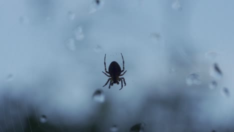A-Spider-Moving-Slowly-Through-A-Glass-Window-With-Water-Droplets