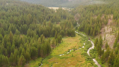 Aerial-Close-View-of-Pine-Forest-In-Valley-With-River-Stream-Running-Through