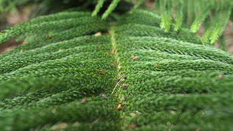 Close-up-pull-back-shot-of-a-branch-of-columnar-pine-branch,-iconic-and-endemic-of-New-Caledonia