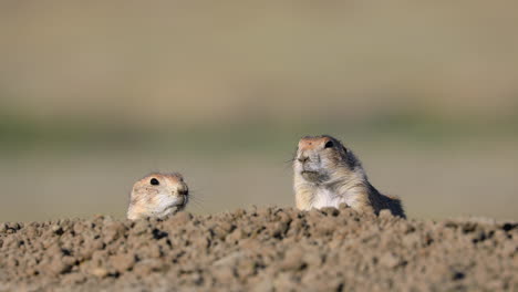 Two-wild-Black-Tailed-Prairie-Dogs-cautiously-look-out-from-behind-dirt-hill