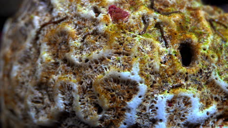 Abgestorbene-Steinkorallen,-Die-Mit-Algen-Und-Wasserwürmern-Bedeckt-Sind