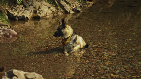 A-German-Shepherd-Dog-cools-off-by-laying-in-the-creek-and-then-walks-off-in-search-of-some-shade-on-a-camping-trip-on-a-hot-sunny-afternoon