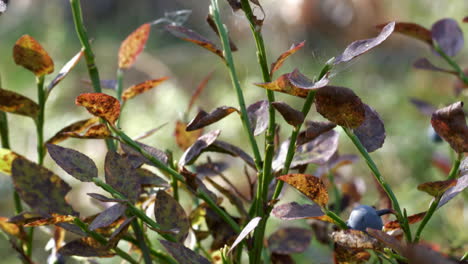 Rising-pedestal-shot-of-young-European-Blueberry-shrub-Vaccinium-myrtillis