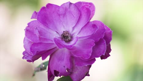 Purple-flower-swaying-on-the-wind-close-up
