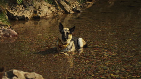 Beating-the-heatwave---A-German-Shepherd-Dog-cools-off-from-the-summer-heat-by-laying-in-the-creek-on-a-camping-trip-to-Glacier-National-Park-in-Montana