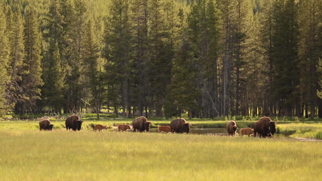 Herde-Von-Bisons-Und-Babys,-Die-Im-Frühling-über-Ein-Feld-Im-Yellowstone-Nationalpark-Laufen