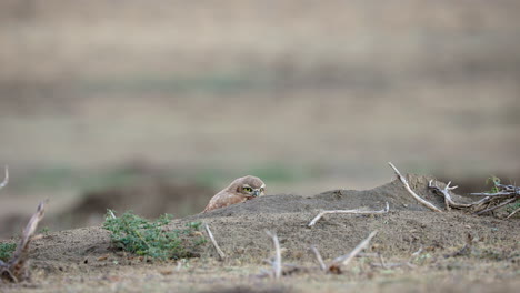 Wild-Burrowing-Owlet-hides-behind-dirt-mound,-Grasslands-National-Park,-Canada