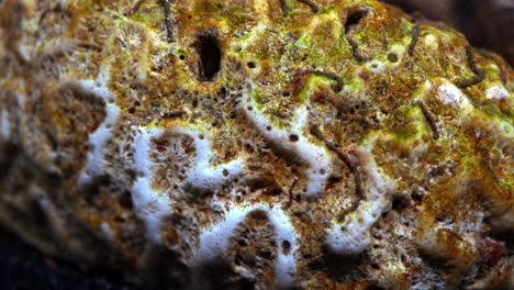 Makroaufnahme-Einer-Toten-Gehirnkoralle,-Die-Mit-Algen-Und-Wasserwürmern-Bedeckt-Ist