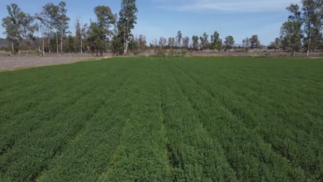 aerial-view-of-an-alfalfa-crop