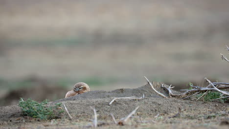 Small-Burrowing-Owl-partially-hidden-behind-small-mound-in-Saskatchewan,-Canada