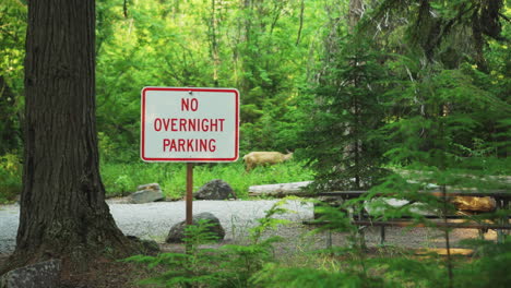 No-overnight-parking-sign-in-Glacier-NP-Campground-and-Creek