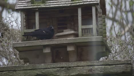 Red-Winged-Blackbird-Feeding-From-A-Wooden-Birdhouse-In-Slow-Motion