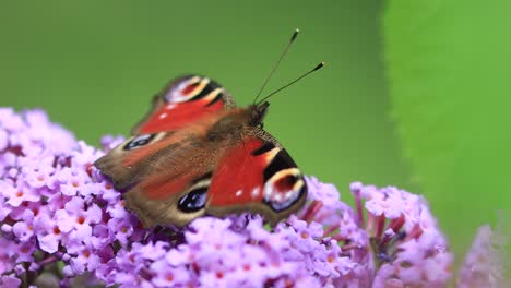 Steady-macro-view-of-calm-vibrant-colorful-European-peacock-butterfly-feeding-on-a-flower-gently-rocking-in-the-wind-against-a-green-natural-foliage-out-of-focus-in-foreground-and-background