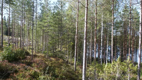 Bosque-Boreal-Con-Una-Variedad-De-Troncos-De-árboles,-Plataforma-Rodante-Lenta