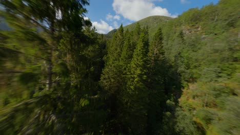 Grüne-Lebhafte-Tannen-Gegen-Blauen-Himmel-Bei-Sonnenlicht-In-Norwegen---Luftflug-Zwischen-Hoher-Forstwirtschaft