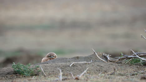 Burrowing-Owlet-On-The-Ground-At-Grasslands-National-Park-In-Saskatchewan,-Canada