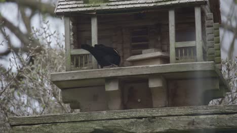 Red-Winged-Blackbird-Feeding-From-A-Wooden-Bird-Feeder-House