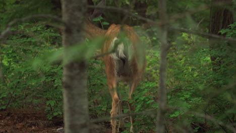 Female-mule-deer-wandering-at-woodland-forest-in-Glacier-National-Park