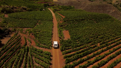 Aerial-View-Of-White-Vehicle-Driving-On-Dirt-Road-Between-Vineyards