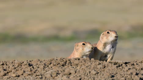 Two-Black-Tailed-Prairie-Dogs-peak-out-of-burrow,-Grasslands-National-Park-Canada