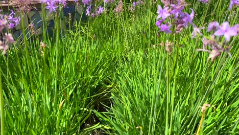 Moving-through-beautiful-little-purple-violet-flowers-and-tall-green-grass-on-a-sunny-day-in-Estepona-Spain,-spring-summer-vibes,-4K-shot