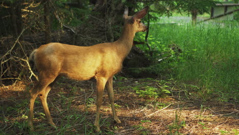 Mule-deer-in-road-side-green-woodland-forest-at-Glacier-National-Park
