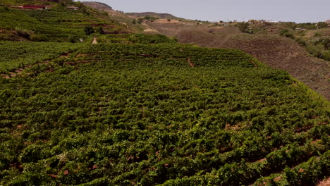Organic-Vineyard-In-Countryside-With-Grapevines-Growing-On-A-Hill