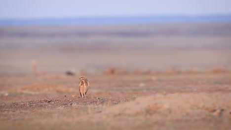 Single-Burrowing-Owl-Standing,-Looking-Around-In-Vast-Dry-Land,-Then-Flying-Away