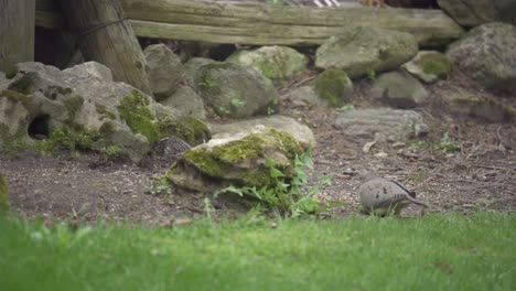 Slow-Motion-Shot-Of-Birds-And-A-Black-Squirrel-In-A-Backyard-Garden