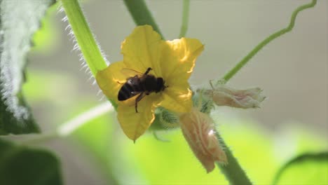 Abeja-Extrayendo-Un-Néctar-De-Una-Flor-Amarilla-De-Cerca