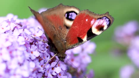 Vibrant-colorful-steady-macro-view-of-calm-European-peacock-butterfly-feeding-on-a-flower-gently-rocking-in-the-wind-against-a-green-natural-foliage-out-of-focus-in-the-background