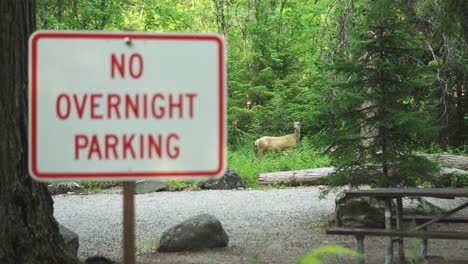 No-overnight-parking-sign-in-Glacier-NP-Campground-and-Creek