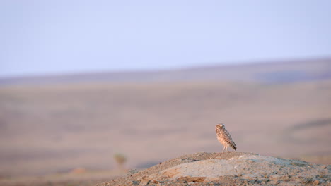 Small-Burrowing-Owl-on-dirt-mound-Grasslands-National-Park,-Saskatchewan,-Canada