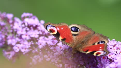 Closeup-view-of-calm-vibrant-colorful-European-peacock-butterfly-feeding-on-a-flower-gently-rocking-in-the-wind-against-a-green-natural-foliage-out-of-focus-in-foreground-and-background