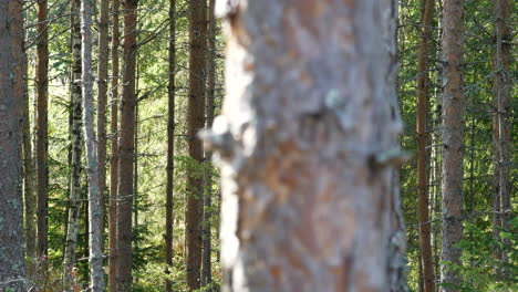 Dolly-Linksschuss-In-Dichten-Borealen-Pinienwald-Mit-Sonnenlicht,-Das-Durch-Bäume-Gefiltert-Wird