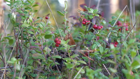 Lingonberries-In-Northern-Forest,-close-dolly-pan
