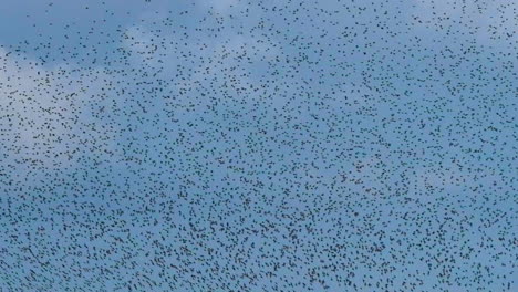 Thousands-of-Starling-murmuration-at-Snettisham-Nature-Reserve,-Norfolk-UK,-Slow-motion,-4K