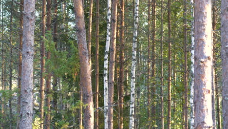 Differing-texture-of-trees-as-camera-dolly’s-across-thick-pine-forest-in-summer