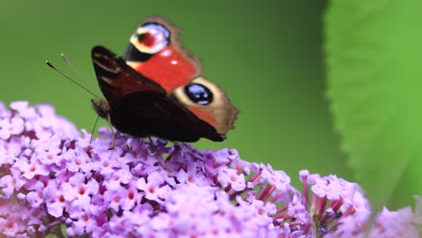 Bee-passing-by-underneath-of-colorful-wing-European-peacock-butterfly-with-eye-markings-feeding-on-a-flower-gently-rocking-in-the-wind-against-a-green-natural-foliage-out-of-focus-in-the-back